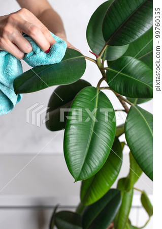 women's hands clean leaves of a houseplant from dust. women's hands clean leaves of a houseplant from dust. 99760155