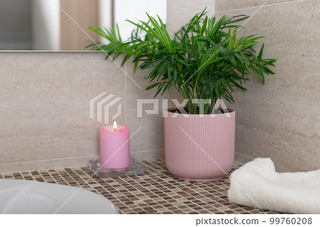 tropical potted plant Chamaedorea, candle and bath towel in the bathroom. tropical potted plant Chamaedorea, candle and bath towel in the bathroom. 99760208