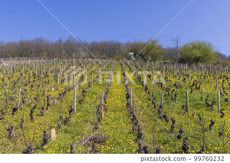 Early spring vineyards near Aloxe-Corton, Burgundy, France Early spring vineyards near Aloxe-Corton, Burgundy, France 99760232