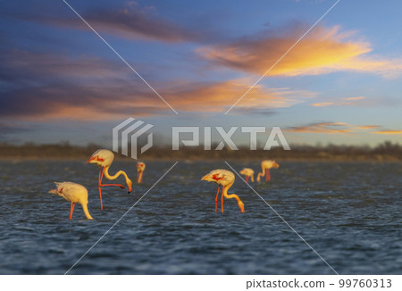Flamingo in Parc Naturel regional de Camargue, Provence, France 99760313