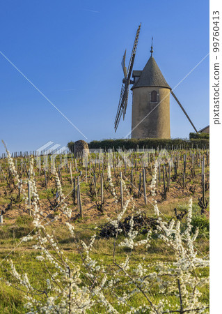Spring vineyards with Chenas windmill in Beaujolais, Burgundy, France 99760413