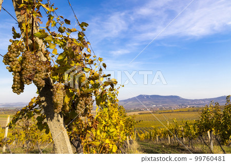 Vineyards Ryzlink Vlasky in Palava region, Southern Moravia, Czech Republic 99760481