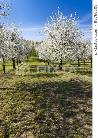 flowering cherry orchard near Cejkovice, Southern Moravia, Czech Republic flowering cherry orchard near Cejkovice, Southern Moravia, Czech Republic 99760500