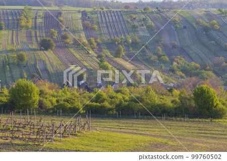 Spring vineyard near Mutenice, Southern Moravia, Czech Republic 99760502