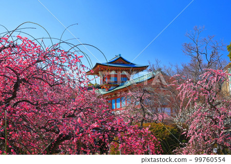 [Yamaguchi Prefecture] Hofu Tenmangu Shrine during the Plum Blossom Festival 99760554