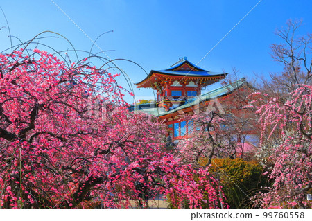 [Yamaguchi Prefecture] Hofu Tenmangu Shrine during the Plum Blossom Festival 99760558
