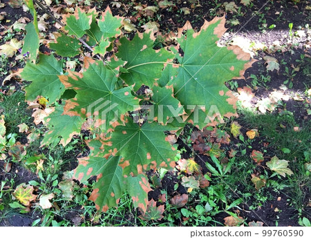 Maple. A small maple tree with sore leaves. Green maple leaves are covered with yellow spots. Top view of a tree Maple. A small maple tree with sore leaves. Green maple leaves are covered with yellow spots. Top view of a tree 99760590