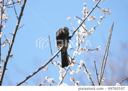 來到花園裡的李樹上的棕耳鵯 99760597