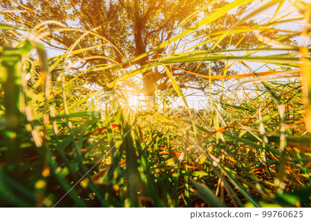 Low angle view Sunlight sunshine sun and grass Old wood oak tree in Summer sunny day. Sunlight Sunshine Through Oak Forest Tree. Sunny Nature Wood Sunlight. green greenery lush branches, green life 99760625
