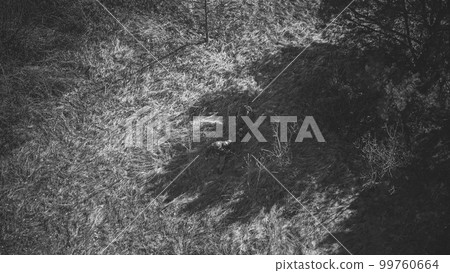 Men Dressed As US American Soldiers Of USA Infantry Of World War II carry mortar for battle In dry grass. Aerial view elevated shot 99760664