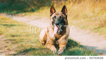 Hand-held Shooting, Hand-held Shot. Malinois Dog Lying Outdoor On Countryside Road. Belgian Sheepdog Are Active, Intelligent, Friendly, Protective, Alert And Hard-working. Belgium, Chien De Berger Hand-held Shooting, Hand-held Shot. Malinois Dog Lying Outdoor On Countryside Road. Belgian Sheepdog Are Active, Intelligent, Friendly, Protective, Alert And Hard-working. Belgium, Chien De Berger 99760686