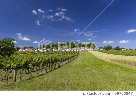 Traditional wine cellars with vineyard in Galgenberg near Wildendurnbach, Lower Austria, Austria 99760847