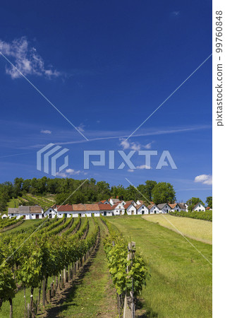 Traditional wine cellars with vineyard in Galgenberg near Wildendurnbach, Lower Austria, Austria 99760848