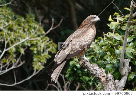 一隻黑鳶棲息在花園裡的一棵高大的樹 (kusu) 上尋找獵物。 99760963