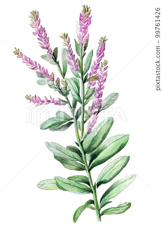 Sage (salvia) with flowers. Generative AI watercolor illustration 99761426
