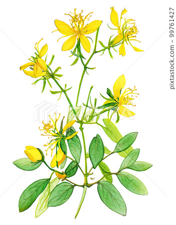 St. John's wort medicinal plant isolated on white background. Generative AI watercolor illustration 99761427