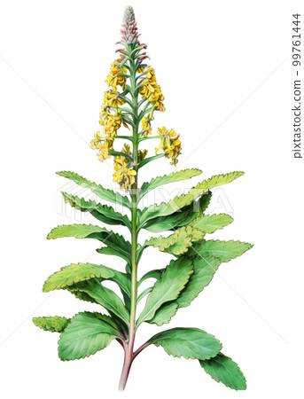 Common mullein medicinal plant with flowers isolated on white background. Generative AI detailed watercolor illustration 99761444