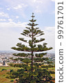 Evergreen araucaria tree in sunny day 99761701
