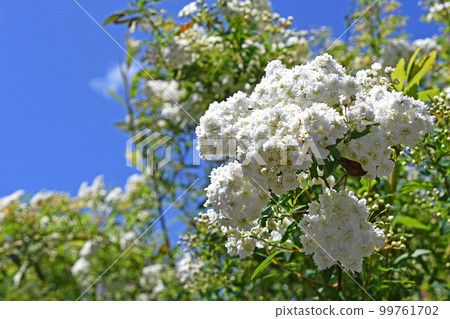 Mokkou rose with double white flowers Mokkou rose with double white flowers 99761702