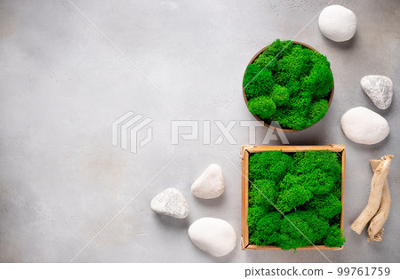 stabilized green moss panel and decorative white stones on gray background. 99761759