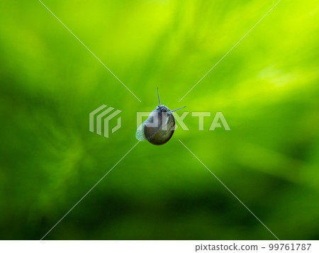 A baby squirrel clinging to a tank 99761787