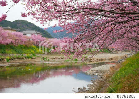 Kawazu cherry tree 99761893