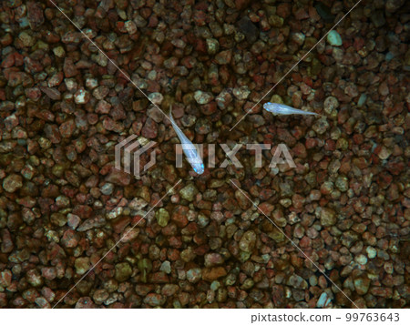 從上面看到的白色青鱂的照片 99763643