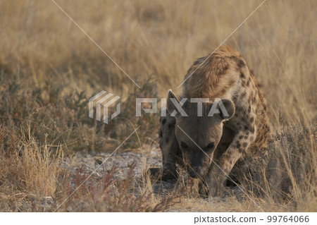 Spotted Hyaena at rest 99764066