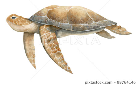 Watercolor hand drawn Sea Turtle on isolated background in beige and brown colors.er. Colorful drawing of wild underwater animal. Sketch of swimming marine tortoise for poster. Tropical reptile. Watercolor hand drawn Sea Turtle on isolated background in beige and brown colors.er. Colorful drawing of wild underwater animal. Sketch of swimming marine tortoise for poster. Tropical reptile. 99764146