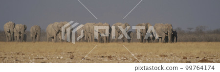 African elephant approaching waterhole African elephant approaching waterhole 99764174