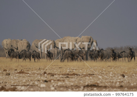 African elephant approaching waterhole African elephant approaching waterhole 99764175