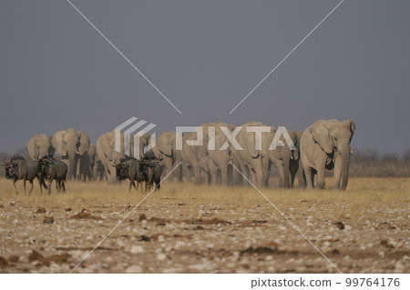 African elephant approaching waterhole African elephant approaching waterhole 99764176