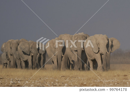 African elephant approaching waterhole 99764178
