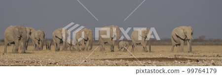 African elephant approaching waterhole African elephant approaching waterhole 99764179
