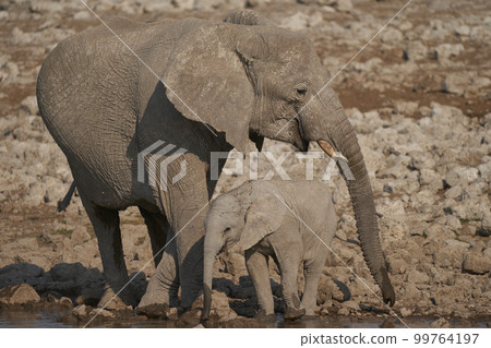 Young African Elephant Young African Elephant 99764197