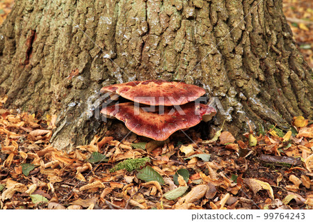 Beefsteak polypore - Fistulina hepatica Beefsteak polypore - Fistulina hepatica 99764243