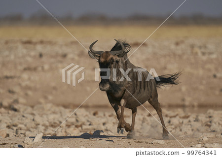 Blue Wildebeest Blue Wildebeest 99764341