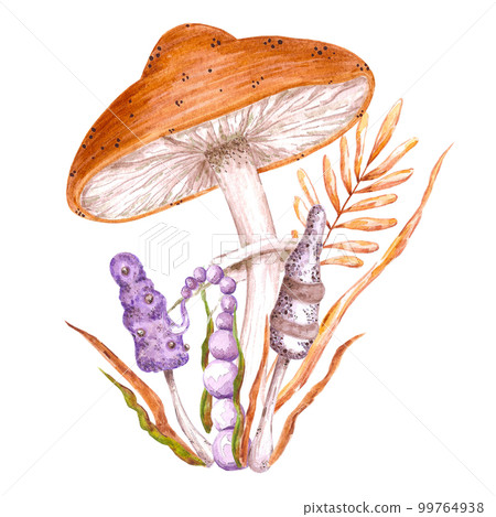 Watercolor magical poisoned mushrooms composition. Isolated on white background. Scrapbook, post card, banner, lable. 99764938