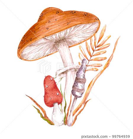 Watercolor magical poisoned mushrooms composition. Isolated on white background. Scrapbook, post card, banner, lable. Watercolor magical poisoned mushrooms composition. Isolated on white background. Scrapbook, post card, banner, lable. 99764939