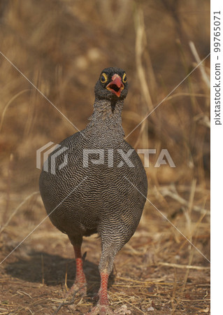 Redbilled Francolin Redbilled Francolin 99765071
