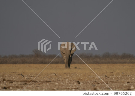 African elephant approaching a waterhole African elephant approaching a waterhole 99765262