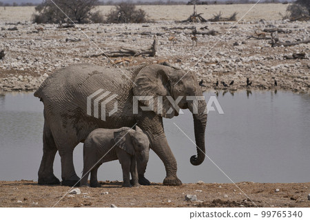 Elephants at a waterhole Elephants at a waterhole 99765340