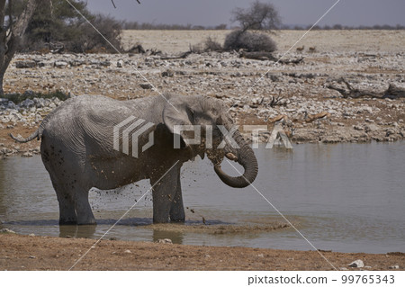 Elephants at a waterhole Elephants at a waterhole 99765343