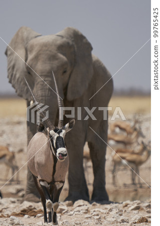 Oryx at a crowded waterhole Oryx at a crowded waterhole 99765425