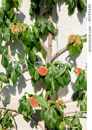 peach tree wall mediterranean building ripe harvest peach tree wall mediterranean building ripe harvest 99765440