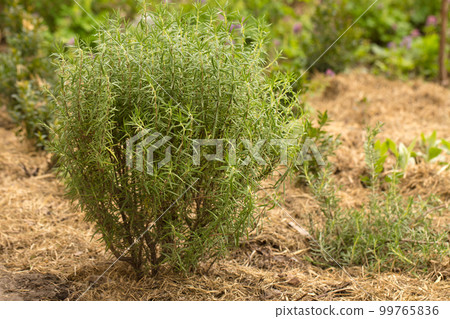 rosemary bush mulched with dry straw 99765836