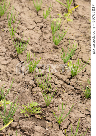 young green onion in dried cracked earth in garden 99765837