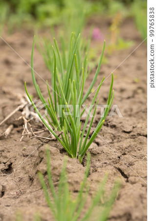 young onion in dried cracked earth in garden young onion in dried cracked earth in garden 99765838