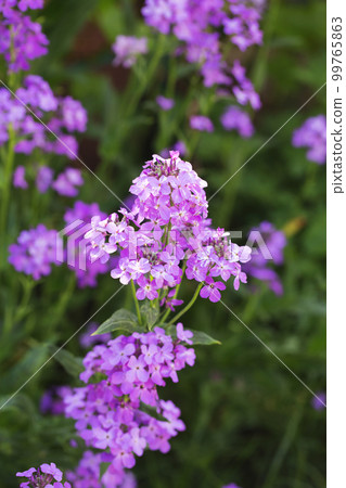 night violet in the garden night violet in the garden 99765863