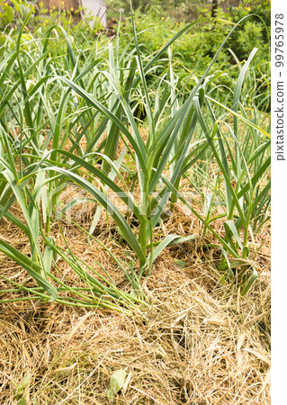 Young garlic in a bed mulched with hay, a permaculture method of growing plants Young garlic in a bed mulched with hay, a permaculture method of growing plants 99765978